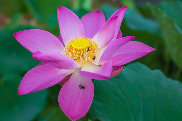 Mooie roze stuifmeel lotusbloem insectenbij vliegt met stuifmeel in het meer