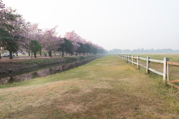 Mooie roze trompetboom in het landelijke lentelandschap van de paardenboerderij