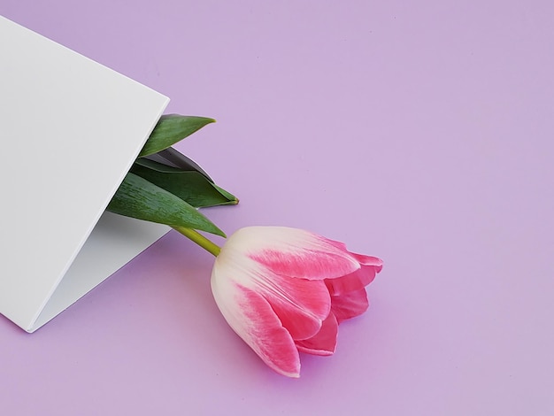 Mooie roze tulp envelop kopie ruimte