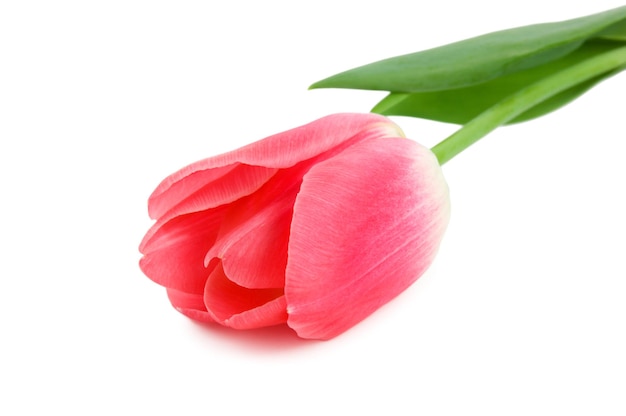 Mooie roze tulp geïsoleerd op witte achtergrond