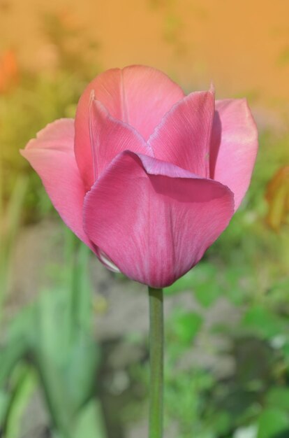 Mooie roze tulp Tulpen bloeien mooie achtergrond