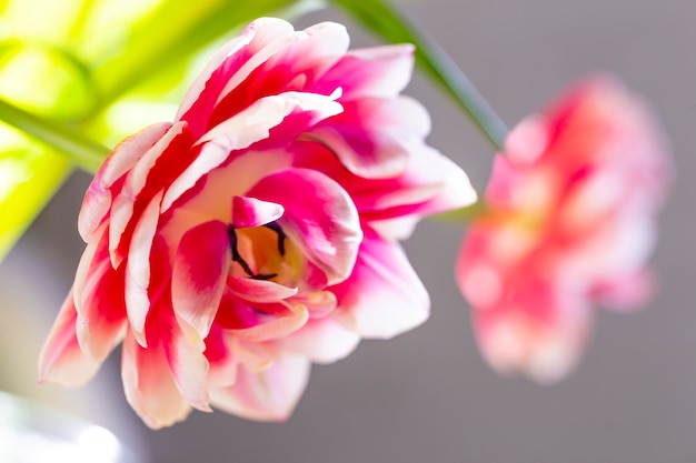 Mooie roze tulpen bloemen met zachte focus in de lente of zomer close-up macro in de natuur