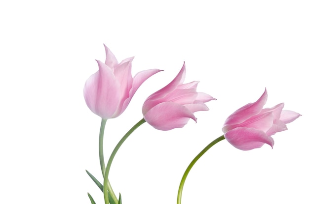 Mooie roze tulpen geïsoleerd op een witte achtergrond