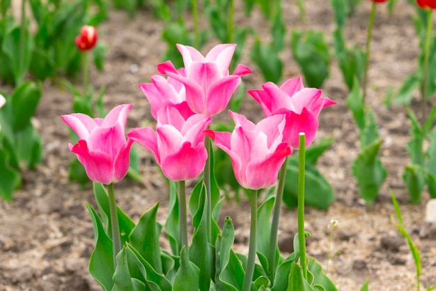 Mooie roze tulpen groeien in de tuin close-up Lente seizoen lente achtergrond