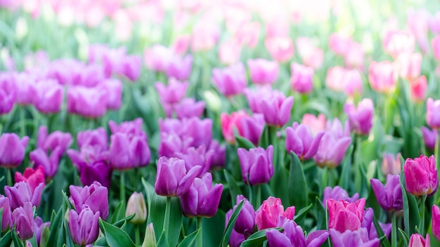 Mooie roze tulpen in de de lentetijd