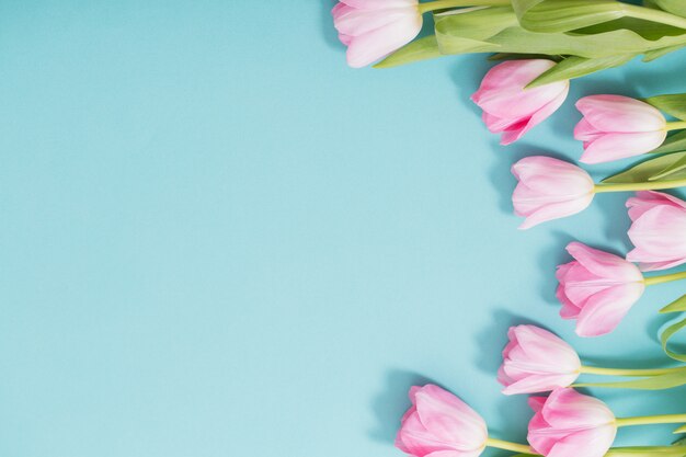 Mooie roze tulpen op blauwe achtergrond