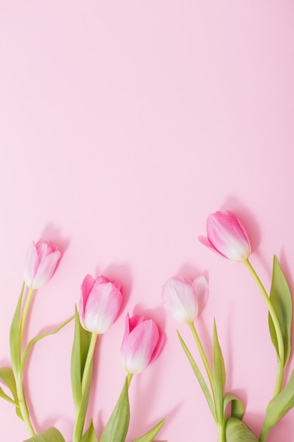 Mooie roze tulpen op roze achtergrond