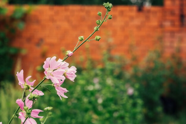 Mooie roze verse bloemen en knoppen met druppels na regen close-up