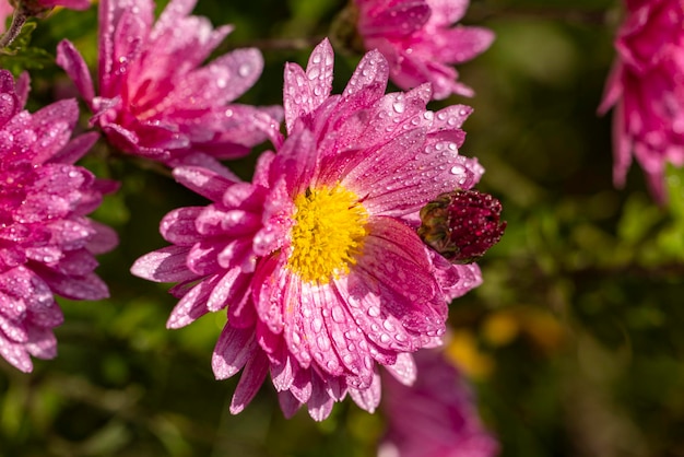 Mooie roze violette chrysant met dauwdruppels in de tuin Zonnige dag zal diepte van het veld Bloemenachtergrond