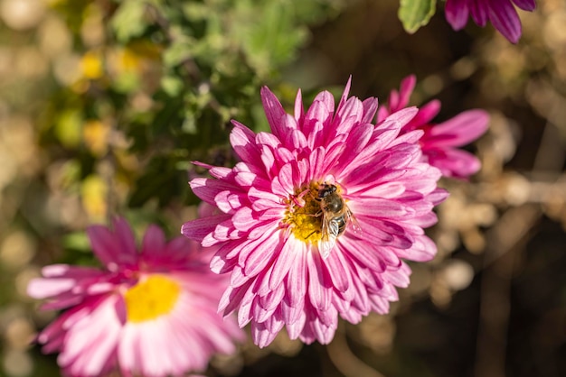 Mooie roze violette chrysant met dauwdruppels in de tuin Zonnige dag zal diepte van het veld Bloemenachtergrond