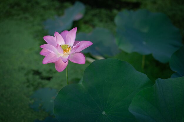 Mooie roze waterlelie of lotusbloem in de ochtend