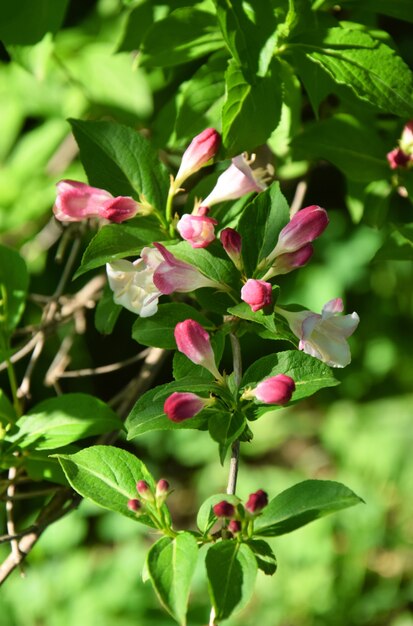 Mooie roze Weigela florida bloemen