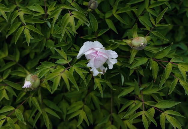 Mooie roze wilde pioenbloem in een lentetuin