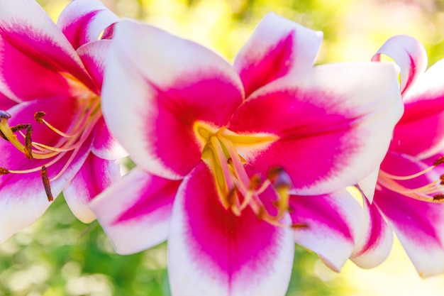 Mooie roze witte leliebloem close-up detail op zomertijd achtergrond met bloeiend boeket