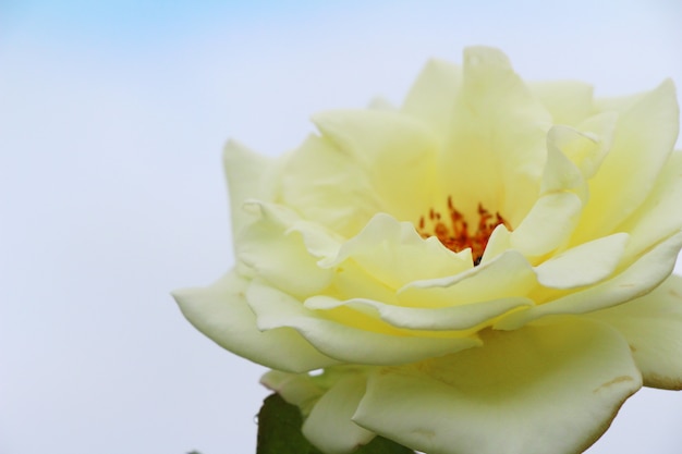 Mooie rozen bloeien in de tuin