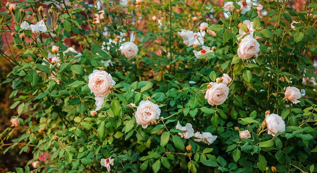 Mooie rozen in de tuin, met verschillende soorten bloemen. Tuinieren als hobby. Sluit omhoog van een mooie bloem.