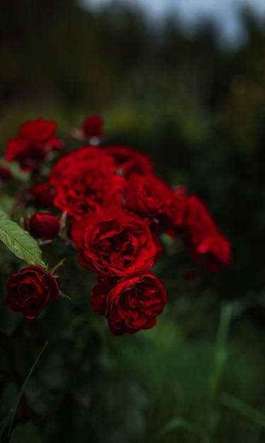Mooie rozen in tuinrozen voor Valentijnsdag