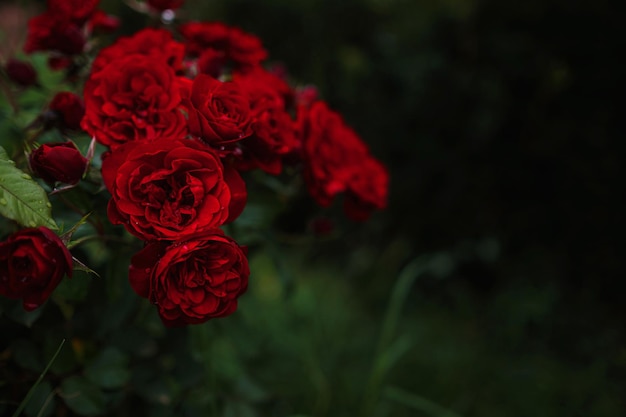 Mooie rozen in tuinrozen voor valentijnsdag