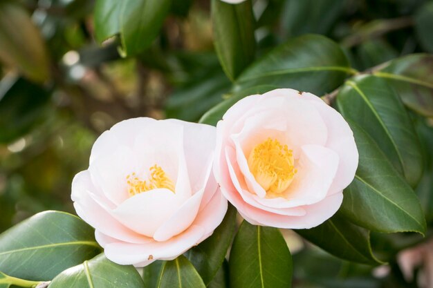 Mooie rozen in tuinrozen voor Valentijnsdag