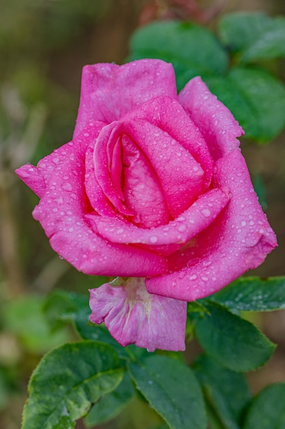 Foto mooie rozen na regen