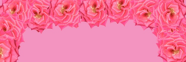 Foto mooie rozen op pastelroze achtergrond