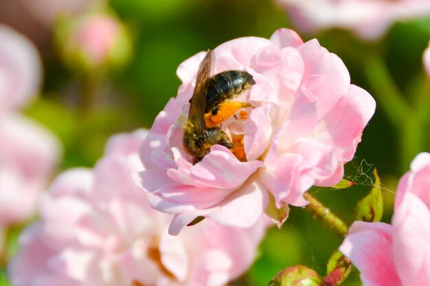 Mooie rozenstruik in de tuin rozen voor Valentijnsdag close-up van een roze roos op een donkergroen