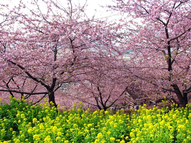 Mooie sakura-bloem of kersenbloesem in japan