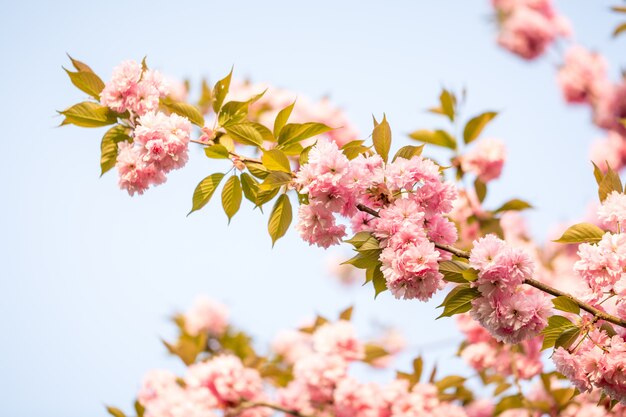 Mooie sakura bloem