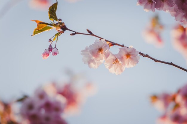 Foto mooie sakura-bloemen tijdens het lenteseizoen in de bloemenachtergrond van de parknatuur