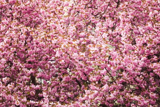 Mooie sakura bloesems close-up als een patroon bloem achtergrond