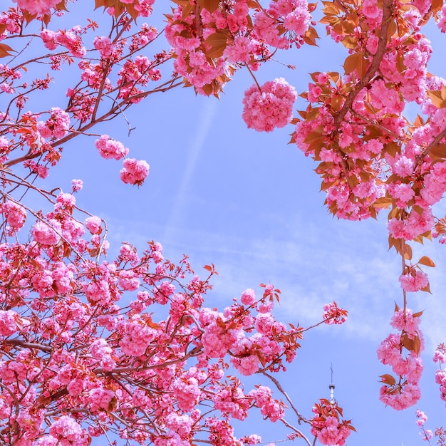 Mooie sakura- of kersenbomen met roze bloemen in de lente tegen blauwe lucht