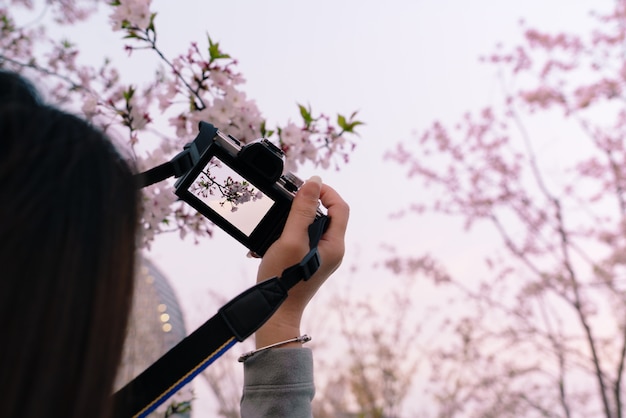 Mooie sakura van de kersenbloesem in de lentetijd op vrouwenhand die DSLR-camera houden