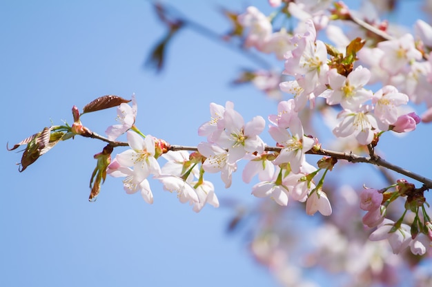 Mooie sakura van de kersenbloesem in de lentetijd over blauwe hemel.