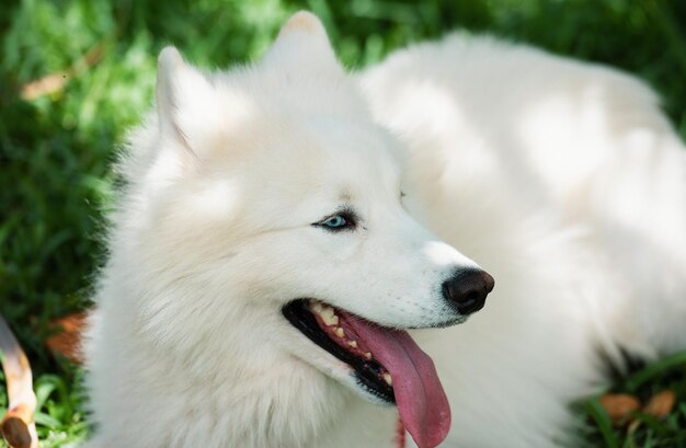 Mooie samoyed laika schattige glimlachende witte hond of bjelkier speelse huisdier buiten