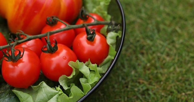 Mooie sappige rode tomaten. Macro van sappige ecotomaten op een tak.