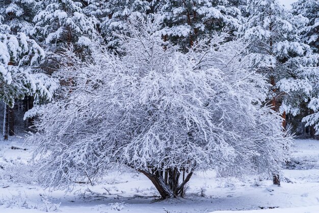 Mooie scène van een besneeuwde boom in een bos