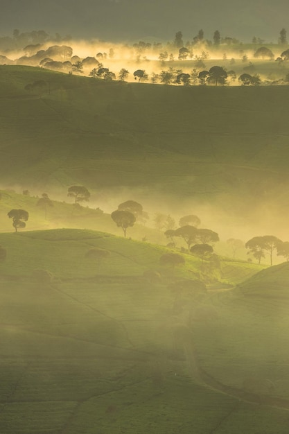 Mooie scène van theeplantage in de mistige ochtend Bandung Indonesië