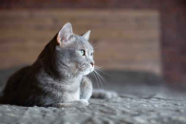 Mooie schattige grijze kat met groene ogen Het huisdier ligt op het bed