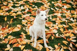 Mooie schattige hond zittend tussen kleurrijke herfstbladeren in park schattig wit zwitsers herderspuppy
