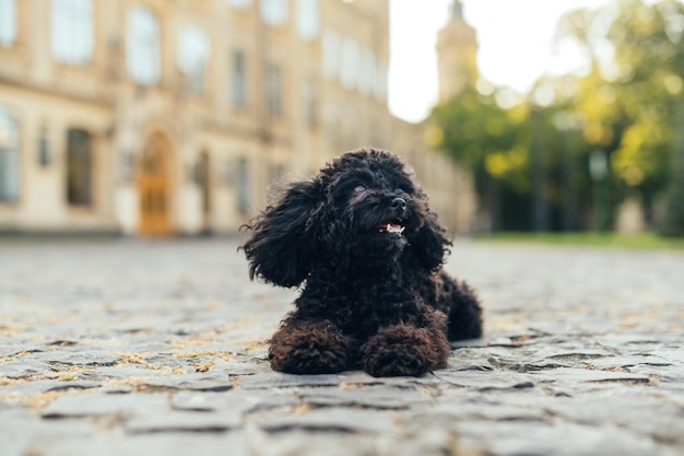 Mooie schattige hondenras-speelgoedpoedel ligt op straat op de stoep en laat huisdier rusten tijdens een wandeling
