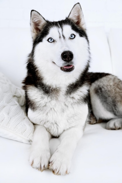 Mooie schattige husky liggend op de bank in de witte kamer