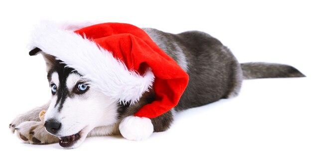 Mooie schattige husky puppy met kerstmuts, geïsoleerd op wit