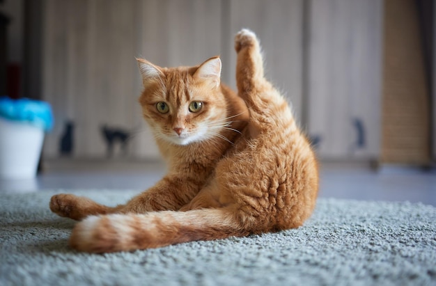 Mooie schattige kat die zijn poot likt op stijlvol bed met grappige emoties op de achtergrond van de kamer