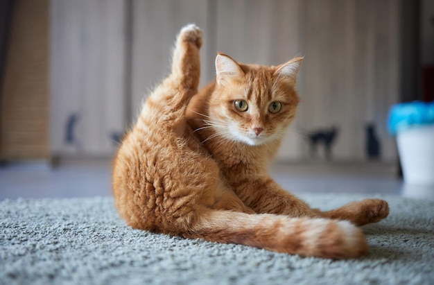 Mooie schattige kat die zijn poot likt op stijlvol bed met grappige emoties op de achtergrond van de kamer