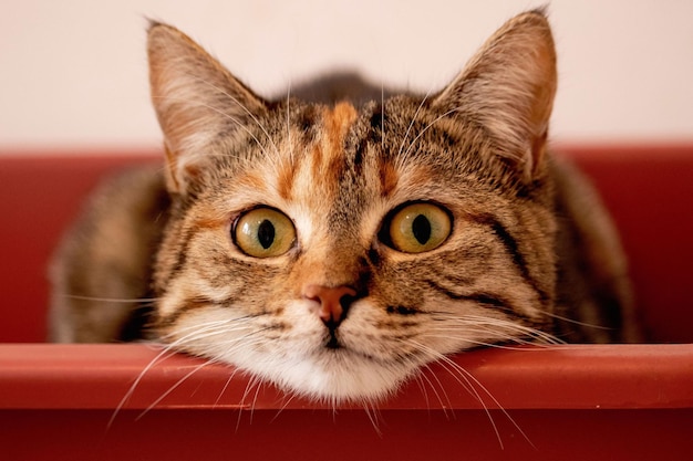 Mooie schattige kitten met groene ogen wijd open op zoek naar jou