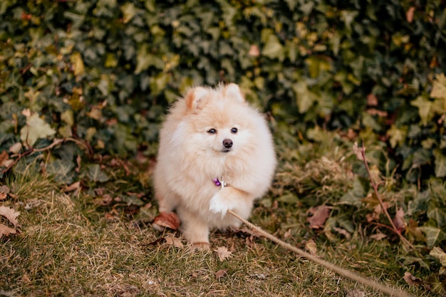 Mooie schattige pluizige Pommeren hond buiten.