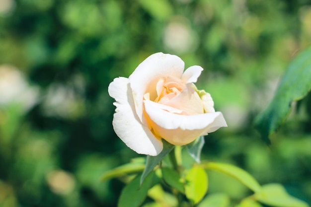 Mooie selectie rose close-up in zonnige zomertuin romantische bloemen bakcground of wenskaart