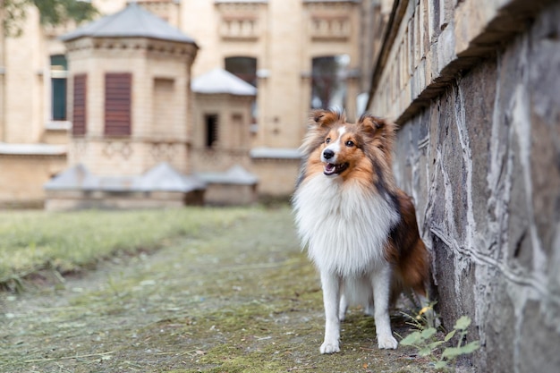 Mooie Shetland herdershond Sheltie hond buiten