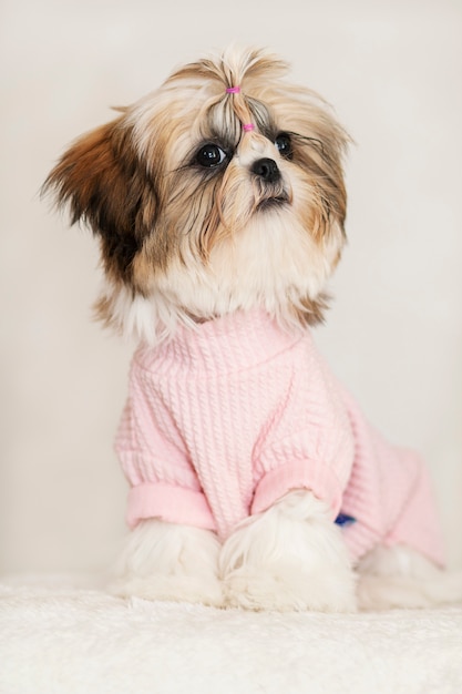 Mooie shih tzu puppy schattige zitting, gekleed in roze en mooi kapsel