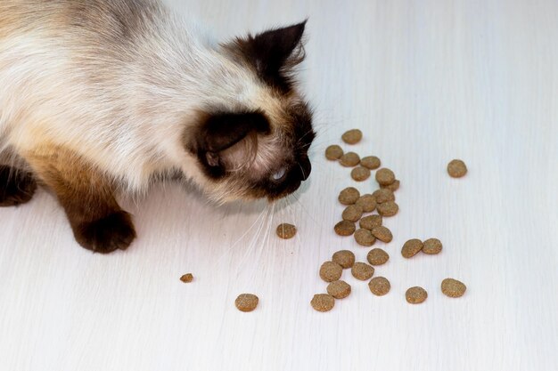 mooie siamese kat met blauwe ogen die op de vloer zitten en eiwitrijk droog kattenvoer eten